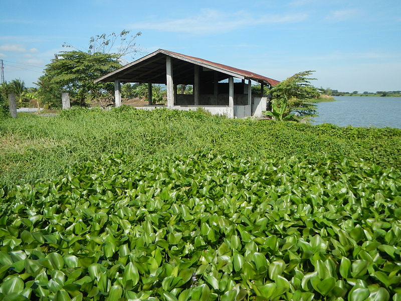 File:JfWaterLily0122Philippinesfvf 04.JPG