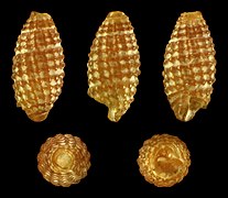 Joculator minutissimus, shell