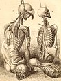 From Anatomy of the Human Body (1804)