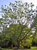 Juglans ailantifolia