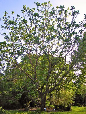 Juglans ailantifolia in blossom.JPG