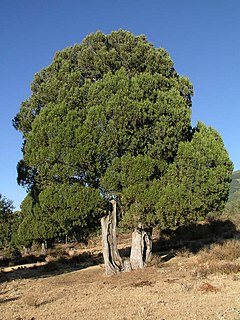 <i>Juniperus thurifera</i>