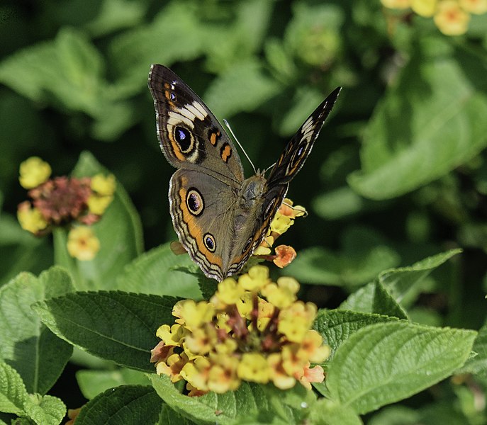 File:Junonia coenia Common Buckeye 2 NBG LR.jpg