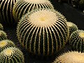 * Nomination Echinocactus grusonii or Kroenleinia grusonii, popularly known as the golden barrel cactus, golden ball or mother-in-law's cushion --Subhrajyoti07 04:57, 15 April 2022 (UTC) * Decline  Oppose The sharpness could be better. The sharpness is missing in the upper part. DoF must be better. Location missing too. EXIF data would be nice. --XRay 05:03, 15 April 2022 (UTC)