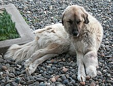 An emaciated Kangal with cancer in the left foreleg KangalWithCancer.jpg
