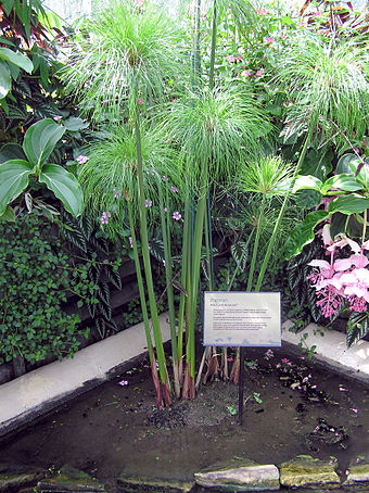 Papyrus plant (Cyperus papyrus) at Kew Gardens, London