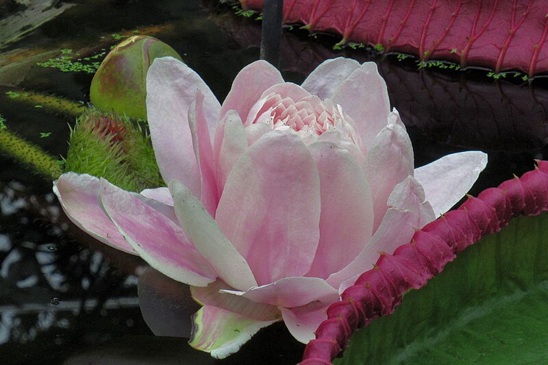 File:Kew Gardens, Princess of Wales Conservatory, Victoria boliviana flower.jpg