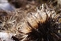 Carlina acaulis