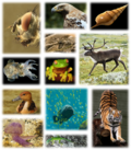 Thumbnail for Global biodiversity