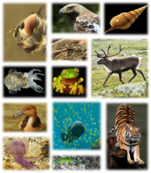 Examples of the multicellular biodiversity of the Earth. Kingdom of animals.png