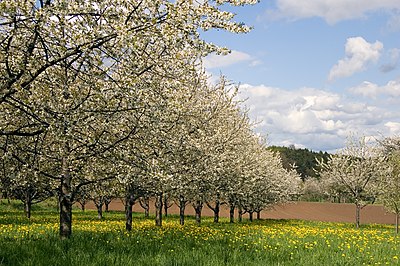 Pohon ceri di Franken Swiss, Birkenruth, Bavaria, Jerman.