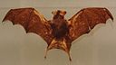 Kitti's hog-nosed bat Stuffed specimen.jpg