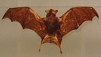 Kitti's hog-nosed bat Stuffed specimen.jpg