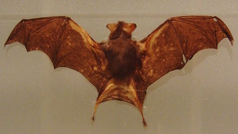 File:Kitti's hog-nosed bat Stuffed specimen.jpg