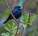 aves De Argentina