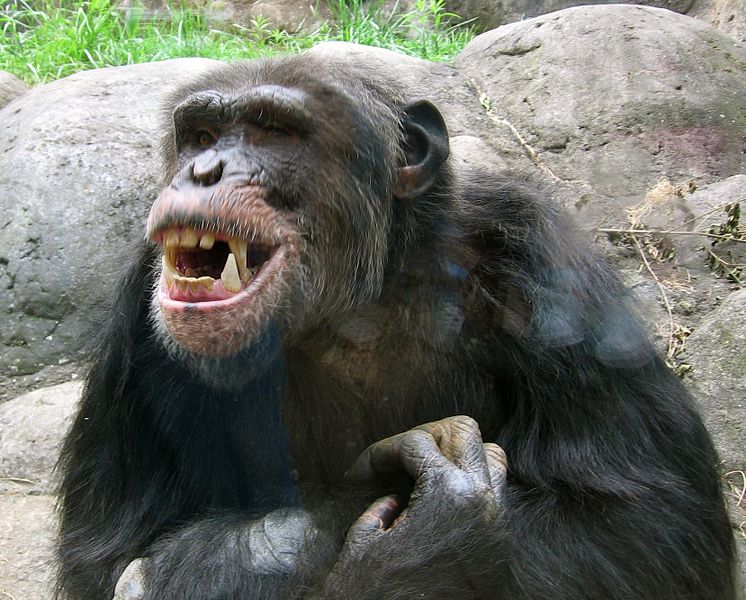 File:Knoxville zoo - chimpanzee teeth.jpg