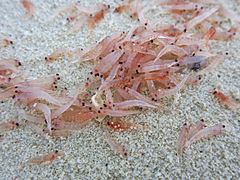 Krill washed ashore on a beach.