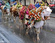 Almabtrieb en Kufstein, Austria