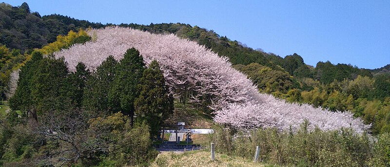 File:Kumanozinzya sakura 20230331 1.jpg