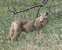 Lactating female coyote with visible teats Lactating Female Coyote - cropped.jpg