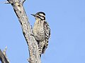 Thumbnail for File:Ladder-backed Woodpecker 8734a.jpg