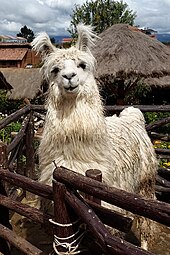 Lama exhibé dans un atelier de tissage à Chinchero (es) (Pérou)