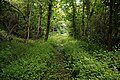 * Nomination: Underbrush, in the quarter of La Cessoie, in Lambersart, France --Velvet 07:48, 31 May 2024 (UTC) * * Review needed