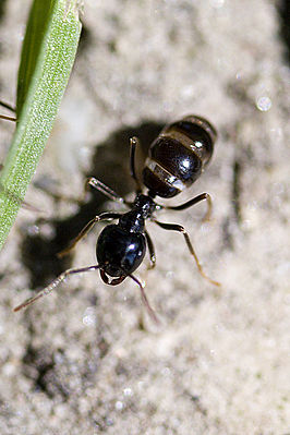 Trabajador de hormiga de madera negra brillante