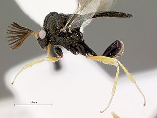 <i>Latina</i> (wasp) Genus of wasps