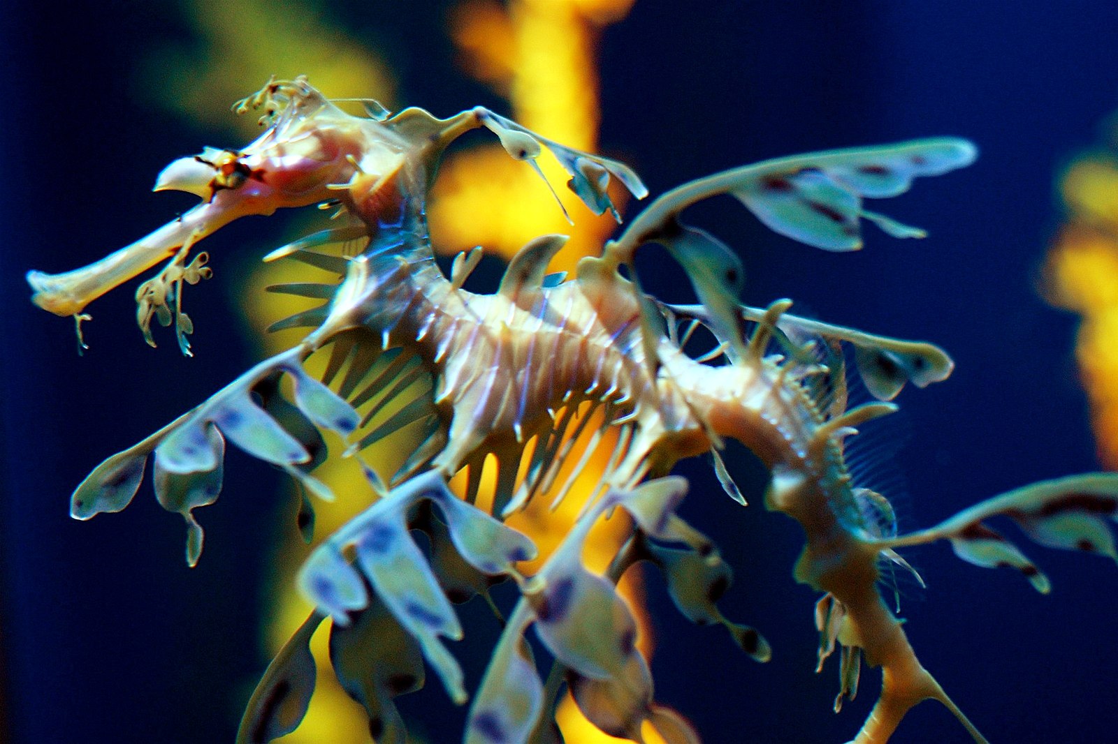 The sea dragon's. Креветка морской дракон. Путь эволюции морского конька Тряпичника. Лиственный морской дракон. Морской дракон Ридзин.