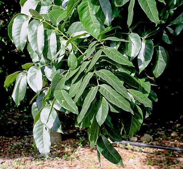 Caoba, árbol nacional