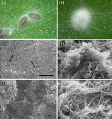 Lecanicillium lecanii infecting Phenacoccus fraxinus.png