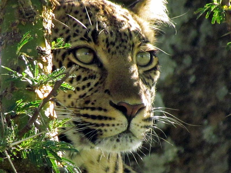 File:Leopard tree Serengeti-3.jpg