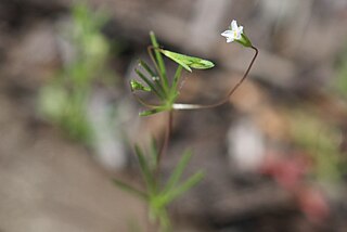 <i>Leptosiphon harknessii</i> Species of flowering plant