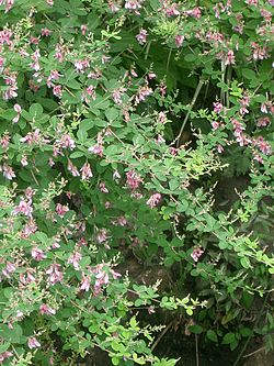 Manchurisiko buskkløvere (L. bicolor)