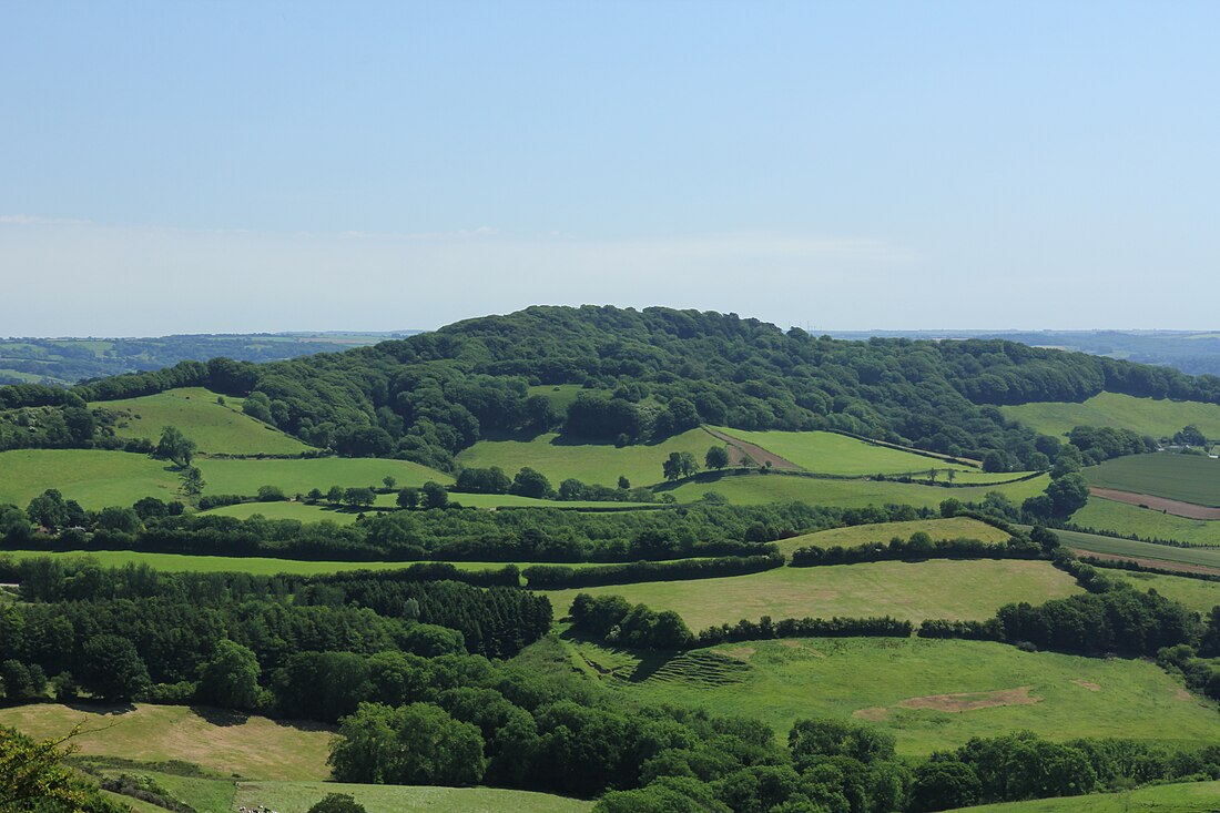 Lewesdon Hill