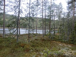 Lill-Abborrtjärnen vid utloppet på norra sidan.