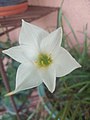 Lily flower .jpg