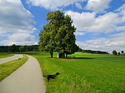 Linden am Gemeindeplatz Edenbergen