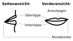 Neue Vektorgrafik