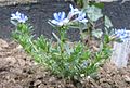 Bloem van Lithodora diffusa 'Heavenly Blue' (Parelzaad)