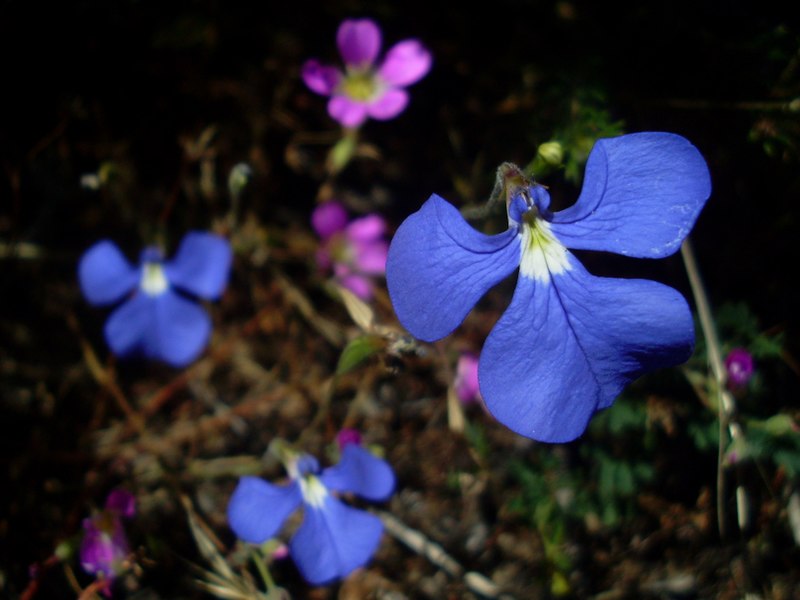 File:Lobelia tenuior.jpg