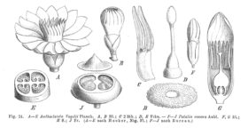 Ilustrações do Potalia (F ao J) e do Anthocleista (A ao E)