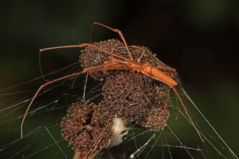 File:Long-jawed Tetragnatha - Tetragnatha species, Lake June-in-Winter Scrub State Park, Lake Placid, Florida (26671228138).jpg