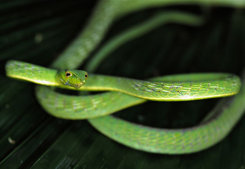 File:Long-nosed Tree Snake (Ahaetulla nasuta) (7815812252).jpg