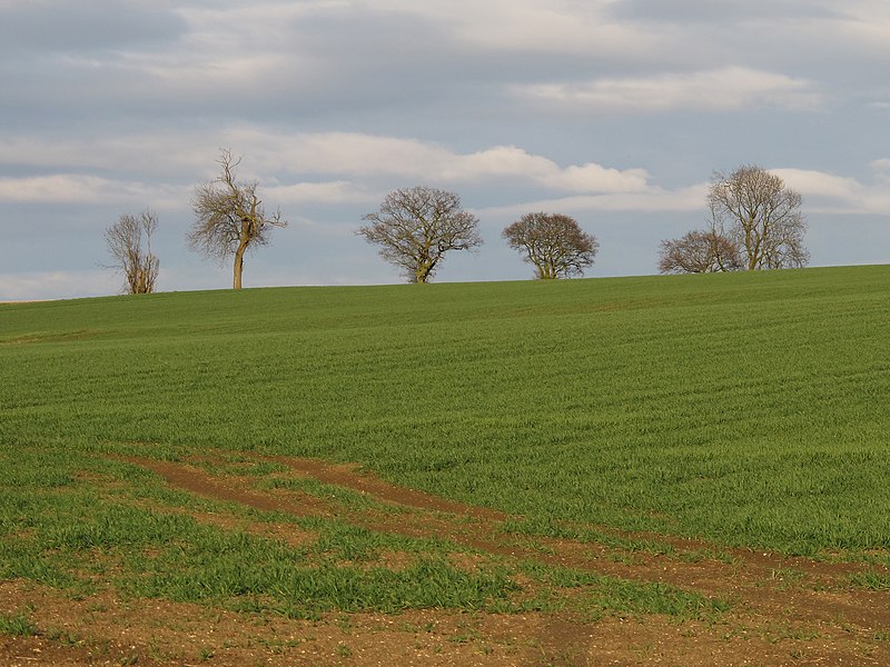 File:Looking towards the trees at the top of the hill - geograph.org.uk - 3412528.jpg