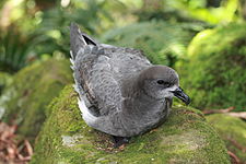 Solander-viharmadár (Pterodroma solandri)