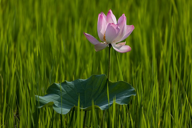 File:Lotus flower and leaf at sunset.jpg