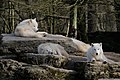 * Nomination Loups arctiques au parc animalier de Sainte-Croix. --Musicaline 06:28, 18 September 2021 (UTC) * Promotion  Support Good quality. --Poco a poco 06:42, 18 September 2021 (UTC)