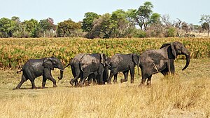 Elephants in Bwabwata